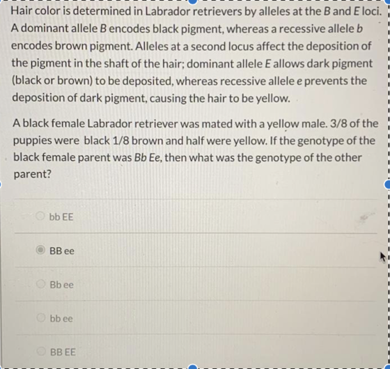 1 1 - - 1 Hair color is determined in Labrador retrievers by alleles at the Band E loci. A dominant allele B encodes black pi