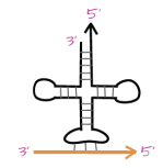 A model showing polarity between mRNA and tRNA during translation. A symmetrical, linear cloverleaf-like configuration is drawn. Its top left point is labeled "three-prime". Its top right point ends with an arrowhead labeled “five-prime”. There are three thin vertical lines at the bottom of the cloverleaf-like configuration that connect to an orange right facing arrow. The arrow’s left side is labeled “three-prime” and the right side is labeled “five-prime”.