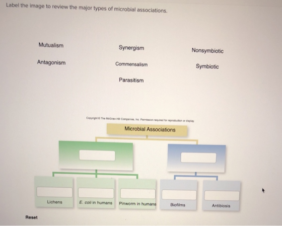 Label the image to review the major types of microbial associations, Mutualism Synergism Nonsymbiotic Antagonism Commensalism