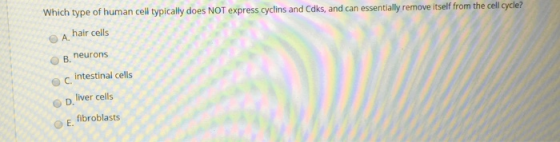 Which type of human cell typically does NOT express cyclins and Caks, and can essentially remove itself from the cell cycle?