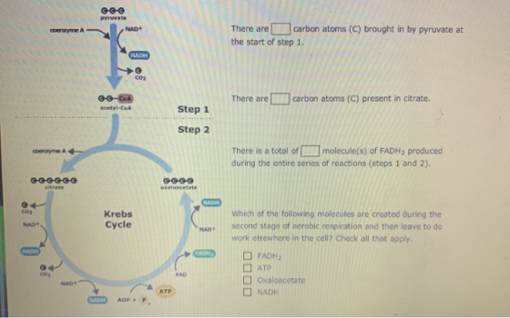 © pyruvate NAD+ Coenzyme A There are carbon atoms (C) brought in by pyruvate at the start of step 1. COCOA acetyl-CoA There a