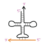 A model showing polarity between mRNA and tRNA during translation. A symmetrical, linear cloverleaf-like configuration is drawn. Its top left point is labeled "five-prime". Its top right point ends with an arrowhead labeled “three-prime”. There are three thin vertical lines at the bottom of the cloverleaf-like configuration that connect to an orange left facing arrow. The arrow’s left side is labeled “three-prime” and the right side is labeled “five-prime”.