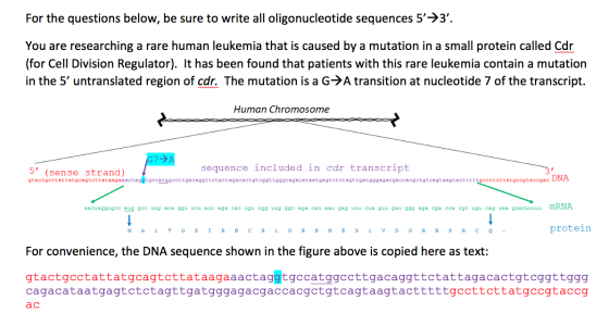 For the questions below, be sure to write all oligonucleotide sequences 5+3. You are researching a rare human leukemia that