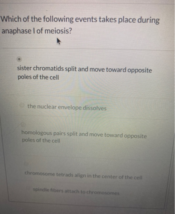 Which of the following events takes place during anaphase I of meiosis? sister chromatids split and move toward opposite pole