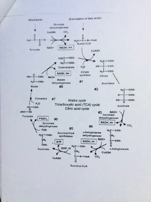 B-exidation of fatty acids) dehydrogenase CoASH CO2 Acetyl-CoA NADNADH, H+ CoASH -coo Oxaloacetate HO HO--coo. не-соо- Citrat
