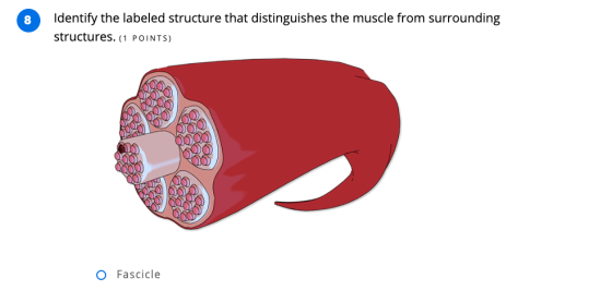 Identify the labeled structure that distinguishes the muscle from surrounding structures. (1 POINTS) UNSUR O Fascicle