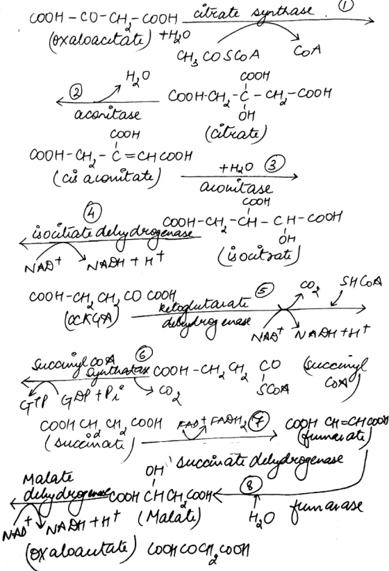 COA COOH-CO-CHA-COOH cilicate synthase. O oxaloacetãte) +40 - CH₂ COSCA Соон COOH-CH,-¢-CH-COOH aconitase - COOH (citrate) CO