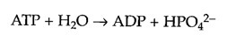 ATP + H2O → ADP + HP042-