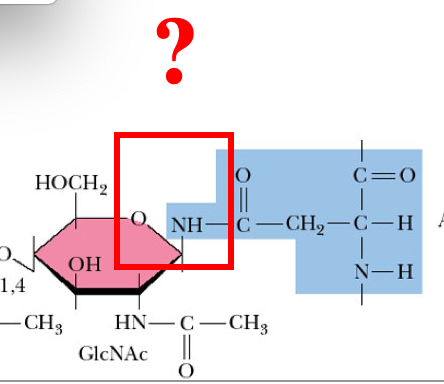HOCH, C=0 to NH-C—CH,—C-H - О КОН N-H –CH, HN-C–CH, GlcNAc !! ol