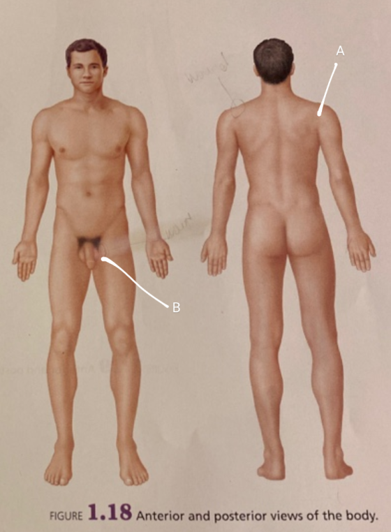 FIGURE 1.18 Anterior and posterior views of the body.
