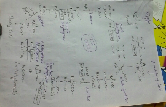 ol CoASH H1 C-c00- Malst но-с-соо- HH C-Coo- (C.trate) CYUL Hc-coo C-co0 SuctinaG HC-Coo HLC-coo- Lioctrat CHL (x-lketoglutwa