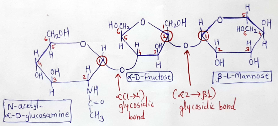 HOCH₂ CH20HH HH 04 HOCH2 H매 | H CH H 은 2 NH 애 애 1 6-D-fructose). B-L-Mannose) 개 (62BI). glycosidic glycosidic bond bond IN-ac