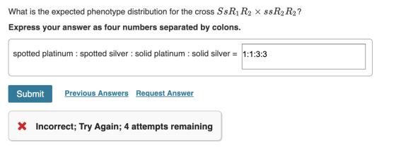 What is the expected phenotype distribution for the cross SsRį R2 X ssR2R2? Express your answer as four numbers separated by