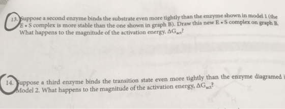 13. Suppose a second enzyme binds the substrate even more tightly than the enzyme shown in model 1 (the ES complex is more st