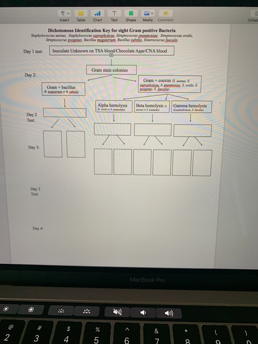 TENT DE Insert Table Chart Text Shape Media Comment Collab Dichotomous Identification Key for eight Gram positive Bacteria St
