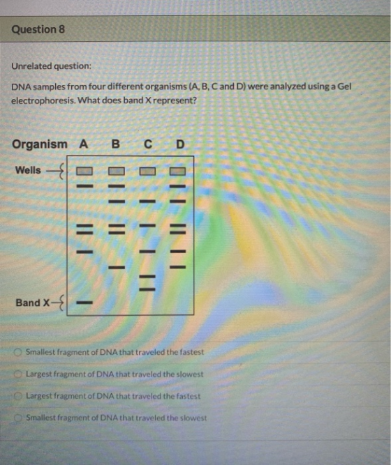 Question 8 / Unrelated question: DNA samples from four different organisms (A, B, C and D) were analyzed using a Gel electrop