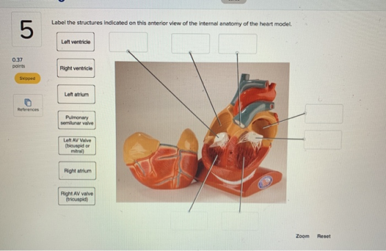 Label the structures indicated on this anterior view of the Internal anatomy of the heart model. Left ventricle 0.37 points R