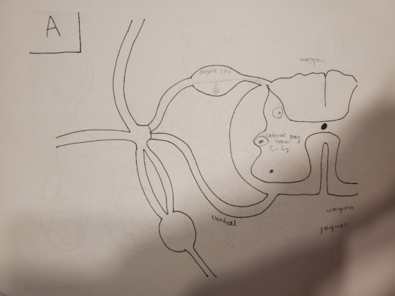 median cell bodies e lateral pray horno T-L2 median ventral royuan