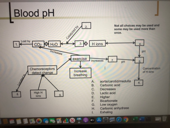 Blood pH Not all choices may be used and some may be used more than once. increases pH Chemoreceptors detect change Increase