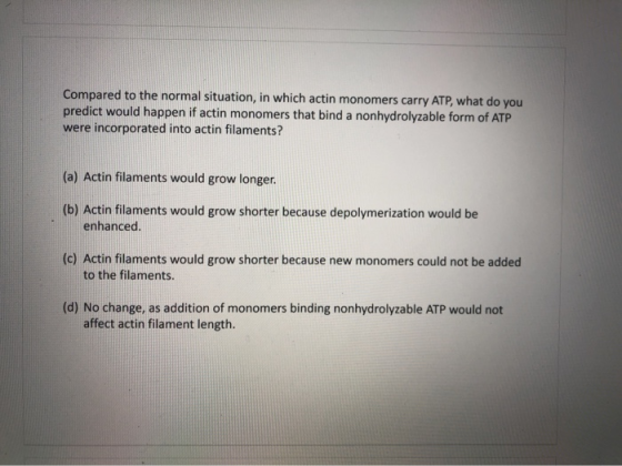 Compared to the normal situation, in which actin monomers carry ATP, what do you predict would happen if actin monomers that