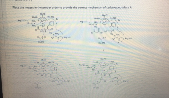 Place the images in the proper order to provide the correct mechanism of carboxypeptidase A. Glu-T2 GU-72 H-105 HIS Hs 190 An
