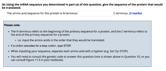 (b) Using the mRNA sequence you determined in part (a) of this question, give the sequence of the protein that would be trans