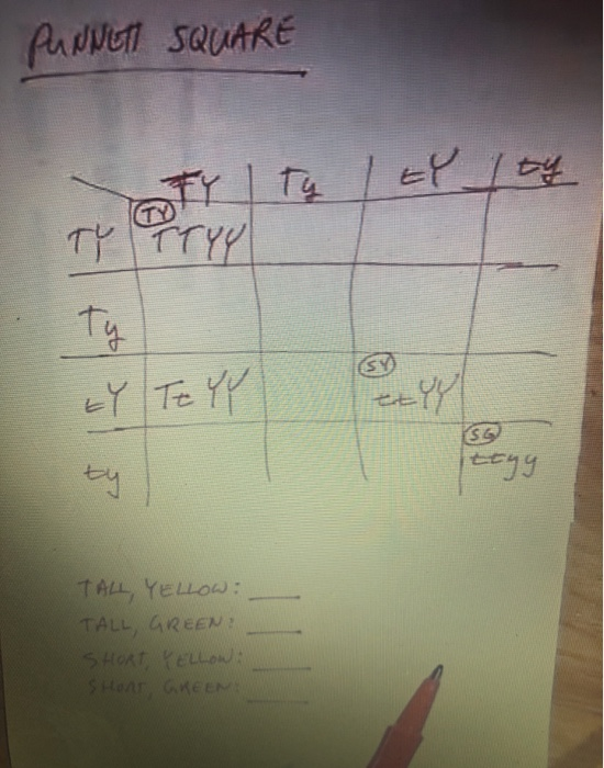 PUNNEN SQUARE TY Ty / ty / ty SS TALL, YELLOW: TALL, GREEN SHORT YELLOW SHORT GREEN