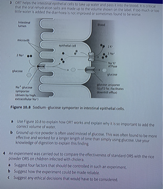 3 ORT helps the intestinal epithelial cells to take up water and pass it into the blood. It is critical that the oral rehydra