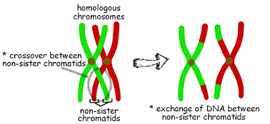homologous chromosomes * crossover between non-sister chromatids non-sister chromatids * exchange of DNA between non-sister c