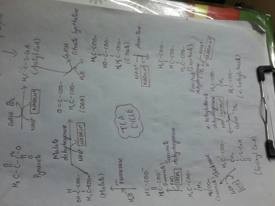 HC-C-C-O 누 HLC-C-5-CoA Malate o=c-coo- nate HC-coo CoASH itvate Synthetase HC-C00- (Malet) но-с-соо- t umerase TCA CYCLE H10