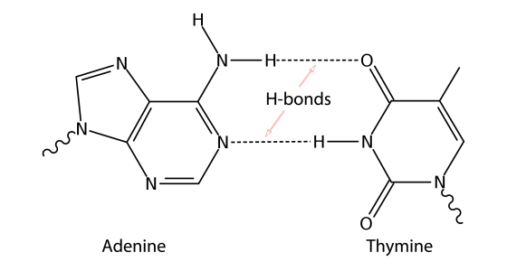 H---------- H-bonds ----------H- N Adenine Thymine