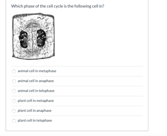 Which phase of the cell cycle is the following cell in? O animal cell in metaphase animal cell in anaphase o animal cell in t