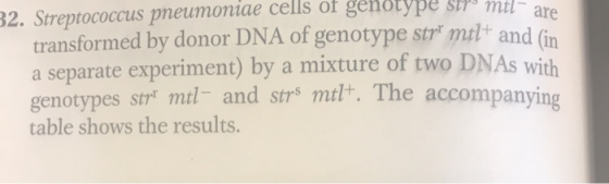 32. Streptococcus pneumoniae cells of genotype str mtl- are transformed by donor DNA of genotype strk mtlt and (in a separate