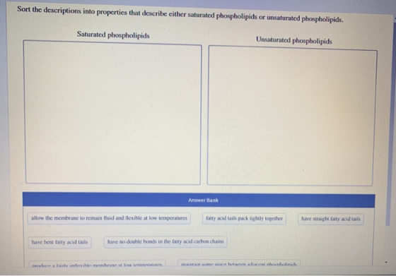 Sort the descriptions into properties that describe either saturated phospholipids or unsaturated phospholipids. Saturated ph