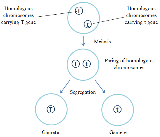Homologous chromosomes carrying T gene Homologous chromosomes carrying t gene Meiosis Paring of homologous chromosomes Segreg