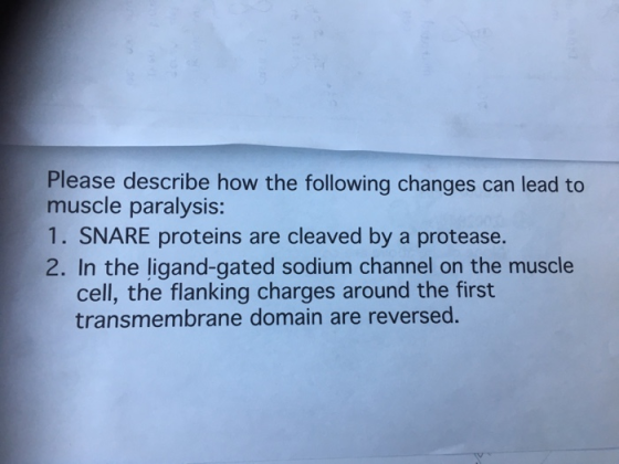 Please describe how the following changes can lead to muscle paralysis: 1. SNARE proteins are cleaved by a protease. 2. In th