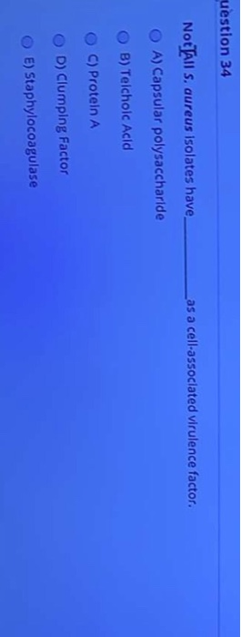 uestion 34 Las a cell-associated virulence factor. Not All S. aureus isolates have O A) Capsular polysaccharide OB) Telchoic