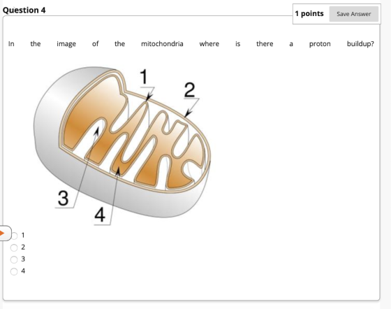 Question 4 1 points Save Answer In the image of the mitochondria where is there a proton buildup? 3 4 OOOO