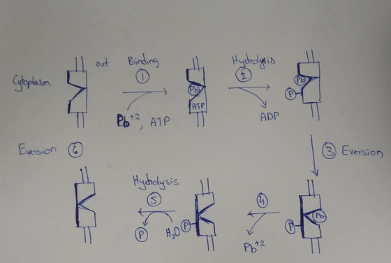 Hydrolysis Cytoplasm T P6t2 ATP 7 ADP ADP Eversion ③ Eversion Hydidysis IL HOY