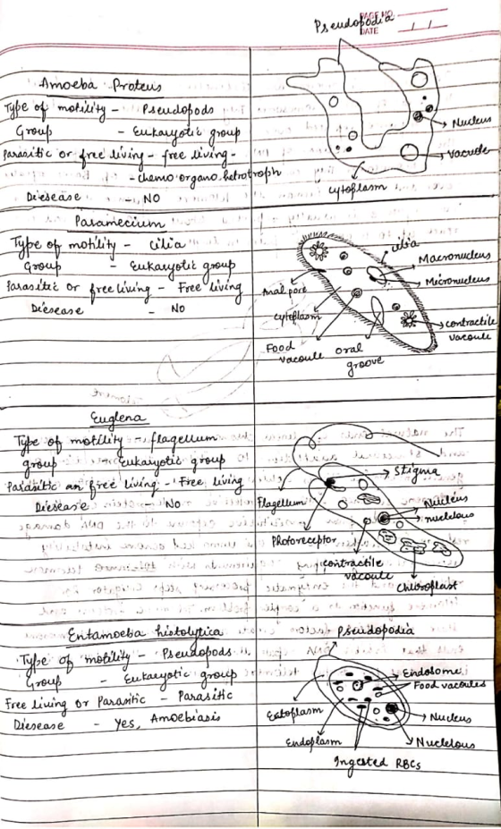 Pseuda PATE * سلام o intole o i le wytoplasm Vocude - Amoeba Proteus w c Type of motility Pseudopods put n - Group - Eukaryot