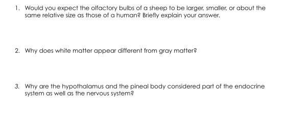 1. Would you expect the olfactory bulbs of a sheep to be larger, smaller, or about the same relative size as those of a human