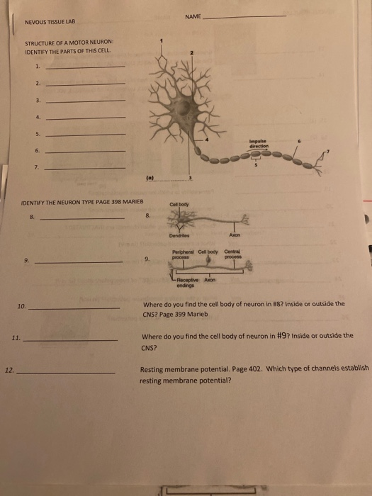 NAME NEVOUS TISSUE LAB STRUCTURE OF A MOTOR NEURON: IDENTIFY THE PARTS OF THIS CELL. IDENTIFY THE NEURON TYPE PAGE 398 MARIEB