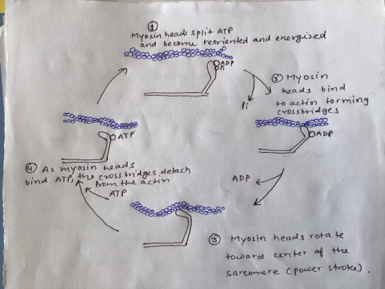 Myosin heads split ATP and become reoriented and energized myosin S heads bind to actin torming crossbridges SOATP JOApp APP
