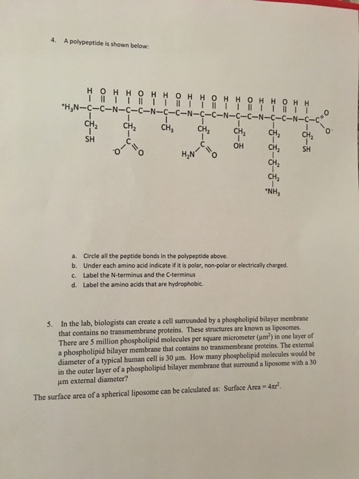 4. A polypeptide is shown below: HAN-C-C-N-C-C-N-C-C-N-C-C-N-C-c-N-C-C-N-C- CH3 CH2 CH2 CH CH2 SH CH2 CH SH OH CH2 CH2 CH2 NH3 a. b. C- d. Circle all the peptide bonds in the polypeptide above. Under each amino acid indicate if it is polar, non-polar or electrically charged Label the N-terminus and the C-terminus Label the amino acids that are hydrophobic. the lab, biologists can create a cell surrounded by a phospholipid bilayer membrane that contains no transmembrane proteins. These structures are known as liposomes. There are 5 million phospholipid molecules per square micrometer (um2) in one layer of a phospholipid bilayer membrane that contains no transmembrane proteins. The external diameter of a typical human cell is 30 um. How many phospholipid molecules would be in the outer layer of a phospholipid bilayer membrane that surround a liposome with a 30 μm external diameter? 5. In The surface area of a spherical liposome can be calculated as: Surface Area -4r