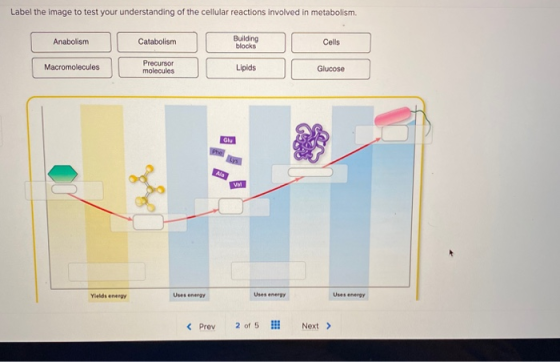 Label the image to test your understanding of the cellular reactions involved in metabolism. Anabolism Catabolism Building bl