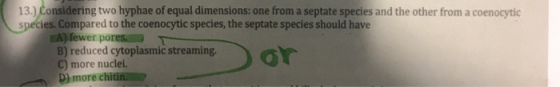 13.) Considering two hyphae of equal dimensions: one from a septate species and the other from a coenocytic species. Compared to the coenocytic species, the septate species should have A) fewer pores. B) reduced cytoplasmic streaming C) more nuclei. D) more chit