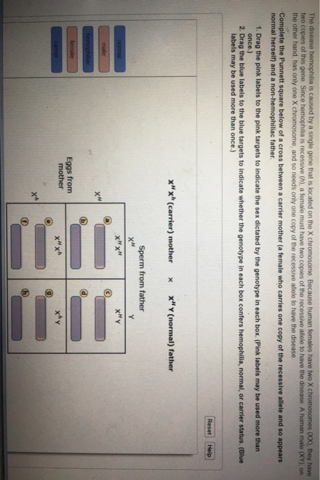 is caused by a single gene that is located on the X chromosome. Because human females have two X c (XX), they have The disease two copies of this gene. Since hemophilia is recessive (h), a female must have two copies of the recessive allele to have the disease A human male (XY) on the other hand, has only one X chromosome, and so needs only one copy of the recessive allele to have the disease Complete the Punnett square below of a cross between a carrier mother (a female who carries one copy of the recessive allele and so appears normal herself) and a non-hemophiliac father 1. Drag the pink labels to the pink targets to indicate the sex dictated by the genotype in each box. (Pink labels may be used more than 2. Drag the blue labels to the blue targets to indicate whether the genotype in each box confers hemophilia, normal, or carrier status. (Blue once.) labels may be used more than once.) xx(carrier) mother x xY(normal) father Sperm from father xHy Eggsfrom- mother