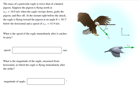 The mass of a particular eagle is twice that of a hunted pigeon. Suppose the pigeon is flying north at Vi,2 = 16.9 m/s when t