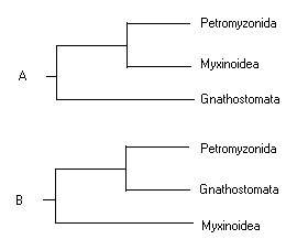 Petromyzonida Myxinoidea Gnathostomata Petromyzonida Gnathostomata Myxinoidea