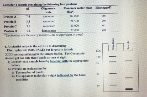 Consider a sample containing the following four proteins Hiss tagged? Oligomeric state monomer monomer monomer homodimer pl Monomer molar mass (Da*) Protein A 7.4 Protein B Protein C Protein D btochamists use the unit of Daitons (Da) as equtvalent to gimol 3.8 7.9 7.8 82,000 21,500 23,000 22,000 yes yes no 4. A scientist subjects the mixture to denaturing Electrophoresis (SDS-PAGE) but forgets to include 0000-mercaptoethanol in the sample buffer. The Coomassie- stained gel has only three bands as seen at right. kDa 120 a) Identify each sample band by labeling with the appropriate0 b) Provide an explanation for letters i) The number of bands ii) The apparent molecular weight indicated by the band 60 mobilities 30